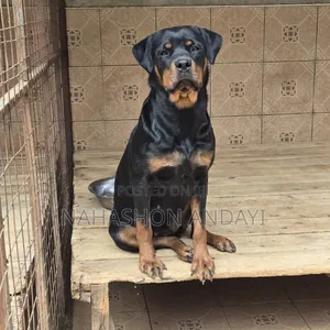 Purebred Rottweiler Female - 1+ Year Old