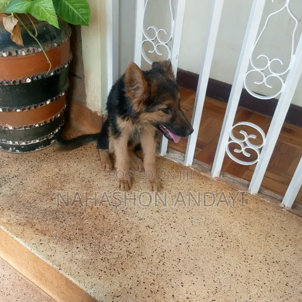 3-6 Month Female Purebred German Shepherd Puppy - 1