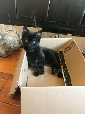 Female Purebred Bombay Kitten (1-3 Months)