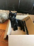 Female Purebred Bombay Kitten (1-3 Months) - 1