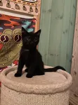Female Purebred Bombay Kitten (1-3 Months) - 2