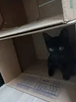 Female Purebred Bombay Kitten (1-3 Months) - 3