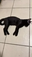 Female Purebred Bombay Kitten (1-3 Months) - 4