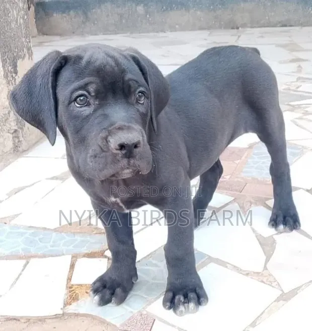 Mbwa Mzito wa Boerboel wa Kiume Mwenye Umri wa Miezi 1-3 - 1
