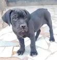 Mbwa Mzito wa Boerboel wa Kiume Mwenye Umri wa Miezi 1-3 - 1
