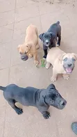 Mbwa Mzito wa Boerboel wa Kiume Mwenye Umri wa Miezi 1-3 - 2