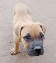 Mbwa Mzito wa Boerboel wa Kiume Mwenye Umri wa Miezi 1-3 - 3