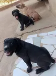 Mbwa Mzito wa Boerboel wa Kiume Mwenye Umri wa Miezi 1-3 - 4