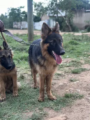 1-3 Month Male Purebred German Shepherd Puppy