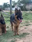 1-3 Month Male Purebred German Shepherd Puppy - 1