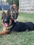 1-3 Month Male Purebred German Shepherd Puppy - 2