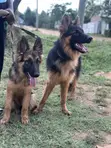 1-3 Month Male Purebred German Shepherd Puppy - 3
