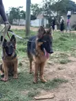 1-3 Month Male Purebred German Shepherd Puppy - 4