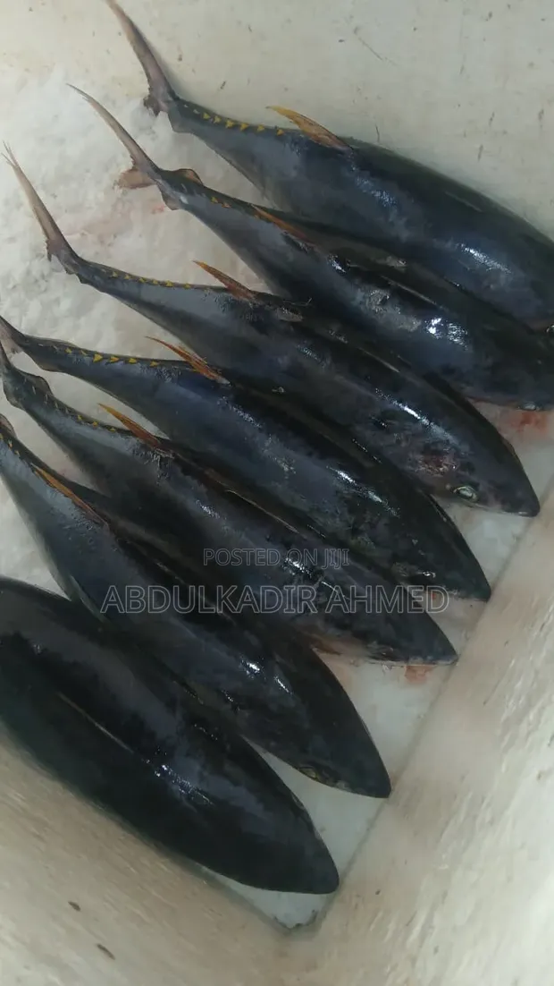 Samaki wa Cway Tuna (10kg) - 1