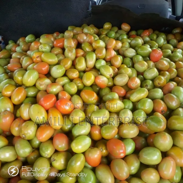 Top-Grade Fresh Tomatoes - 1