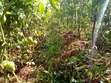 Top-Grade Fresh Tomatoes - 2