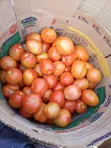 Top-Grade Fresh Tomatoes - 3