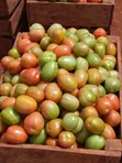 Top-Grade Fresh Tomatoes - 4
