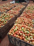 Top-Grade Fresh Tomatoes - 5