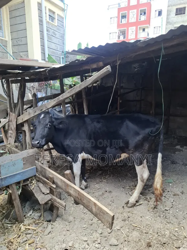 Ng'ombe wa Friesian - 1