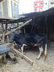 Ng'ombe wa Friesian - 1