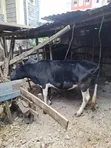 Ng'ombe wa Friesian - 2