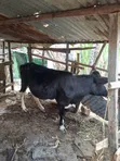 Ng'ombe wa Friesian - 3