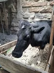 Ng'ombe wa Friesian - 4
