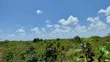 Eko 10 za Jacaranda, Watamu - Dakika 5 kutoka ufukweni - 4