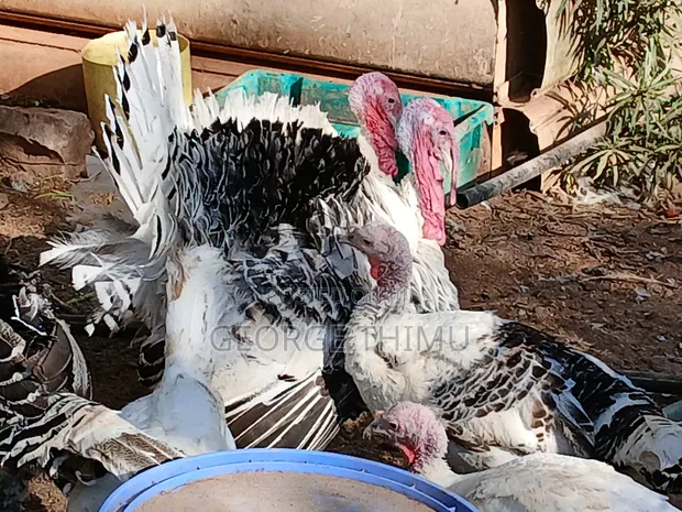 Mature Female Turkeys for Sale - White Holland & Narragansett - 1