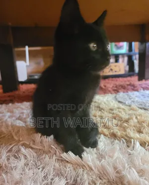 1-3 Month Female Purebred American Shorthair Kitten
