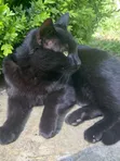 Kitten wa Kike wa Mwezi 1-3 wa American Shorthair Safi - 2