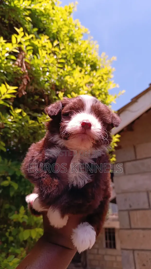 Purebred Havanese Puppies - 1-3 Months Old - 1