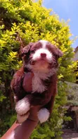 Purebred Havanese Puppies - 1-3 Months Old - 2