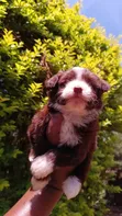 Purebred Havanese Puppies - 1-3 Months Old - 3