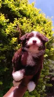 Purebred Havanese Puppies - 1-3 Months Old - 4