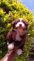 Purebred Havanese Puppies - 1-3 Months Old - 5