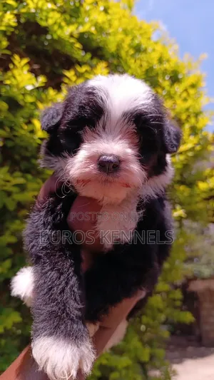 Mbwa Mchanga wa Havanese Safi - Jike, Miezi 1-3
