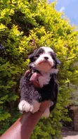 Mbwa Mchanga wa Havanese Safi - Jike, Miezi 1-3 - 2