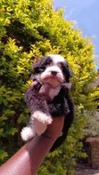 Mbwa Mchanga wa Havanese Safi - Jike, Miezi 1-3 - 3