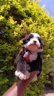Mbwa Mchanga wa Havanese Safi - Jike, Miezi 1-3 - 4