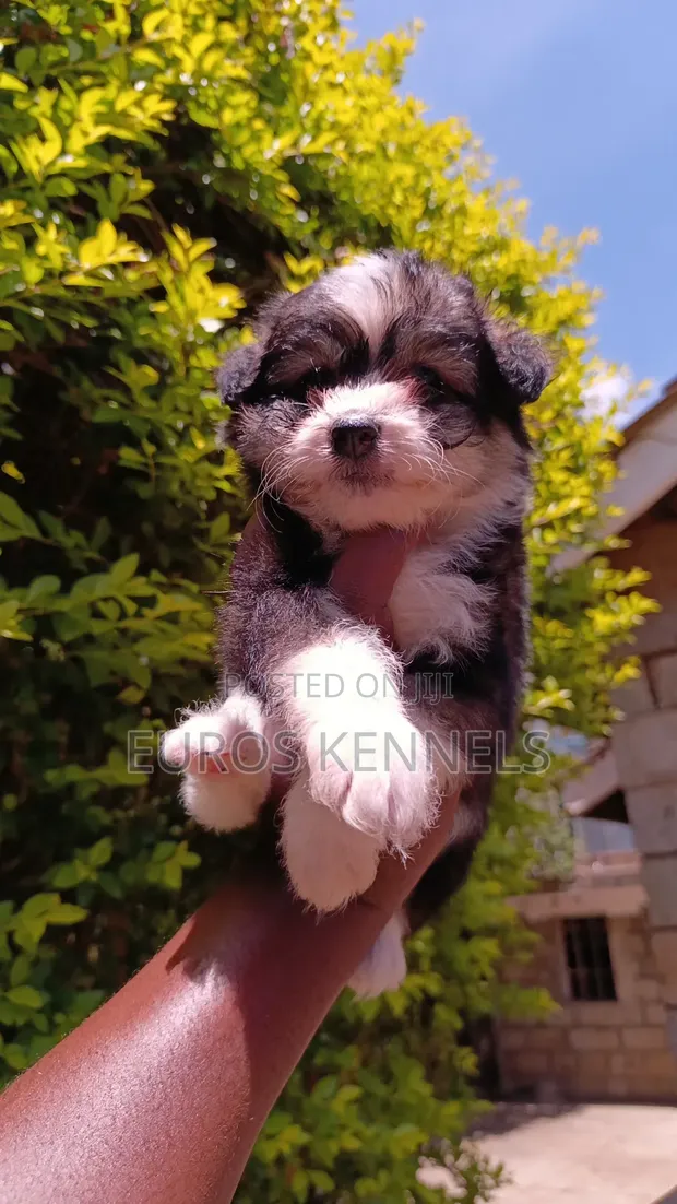 Mbwa wa Kiume Havanese Safi (Miezi 1-3) - 1