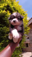 Mbwa wa Kiume Havanese Safi (Miezi 1-3) - 2