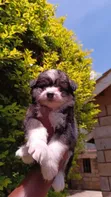 Mbwa wa Kiume Havanese Safi (Miezi 1-3) - 3