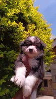Mbwa wa Kiume Havanese Safi (Miezi 1-3) - 4