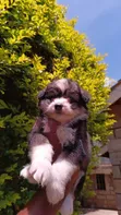 Mbwa wa Kiume Havanese Safi (Miezi 1-3) - 5