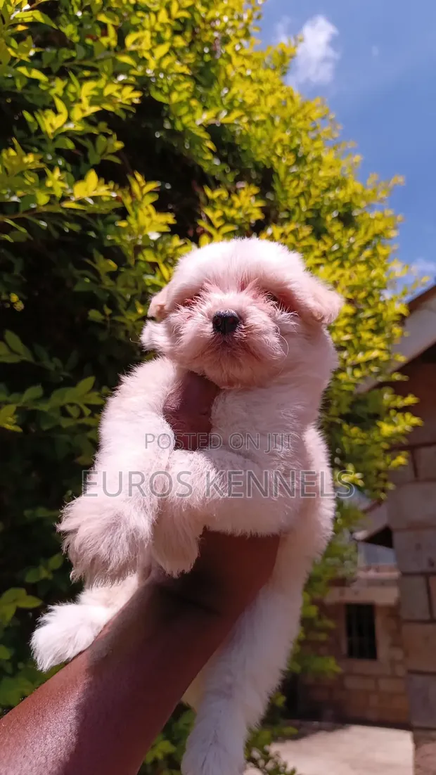 Female Purebred Havanese Puppy (1-3 Months) - 1