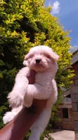 Female Purebred Havanese Puppy (1-3 Months) - 2