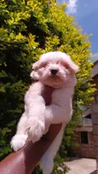 Female Purebred Havanese Puppy (1-3 Months) - 3
