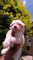 Female Purebred Havanese Puppy (1-3 Months) - 4